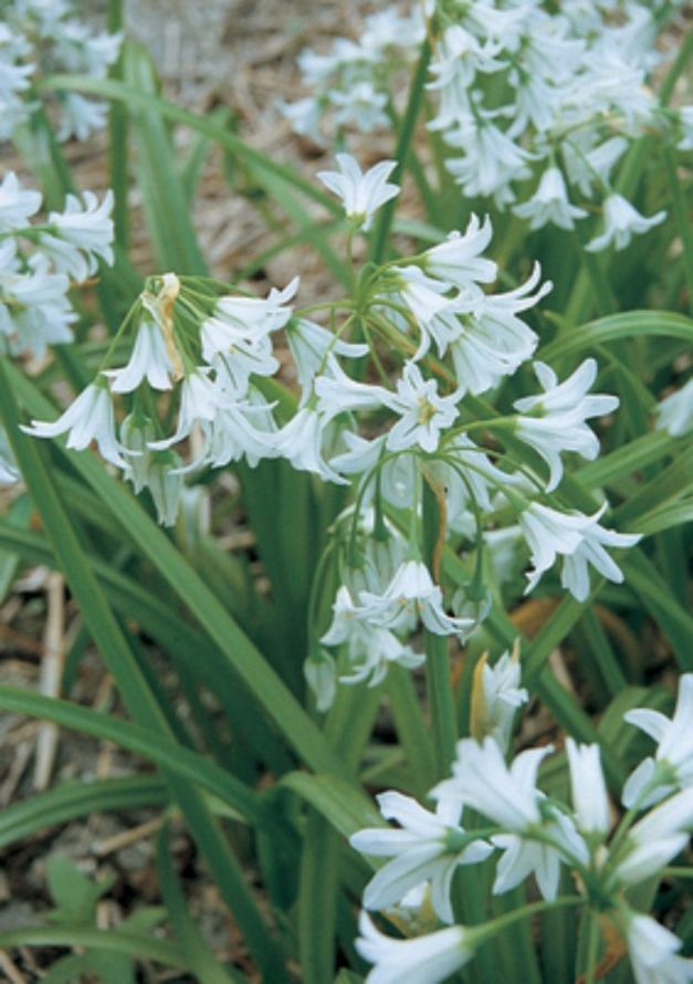 Allium Triquetrum